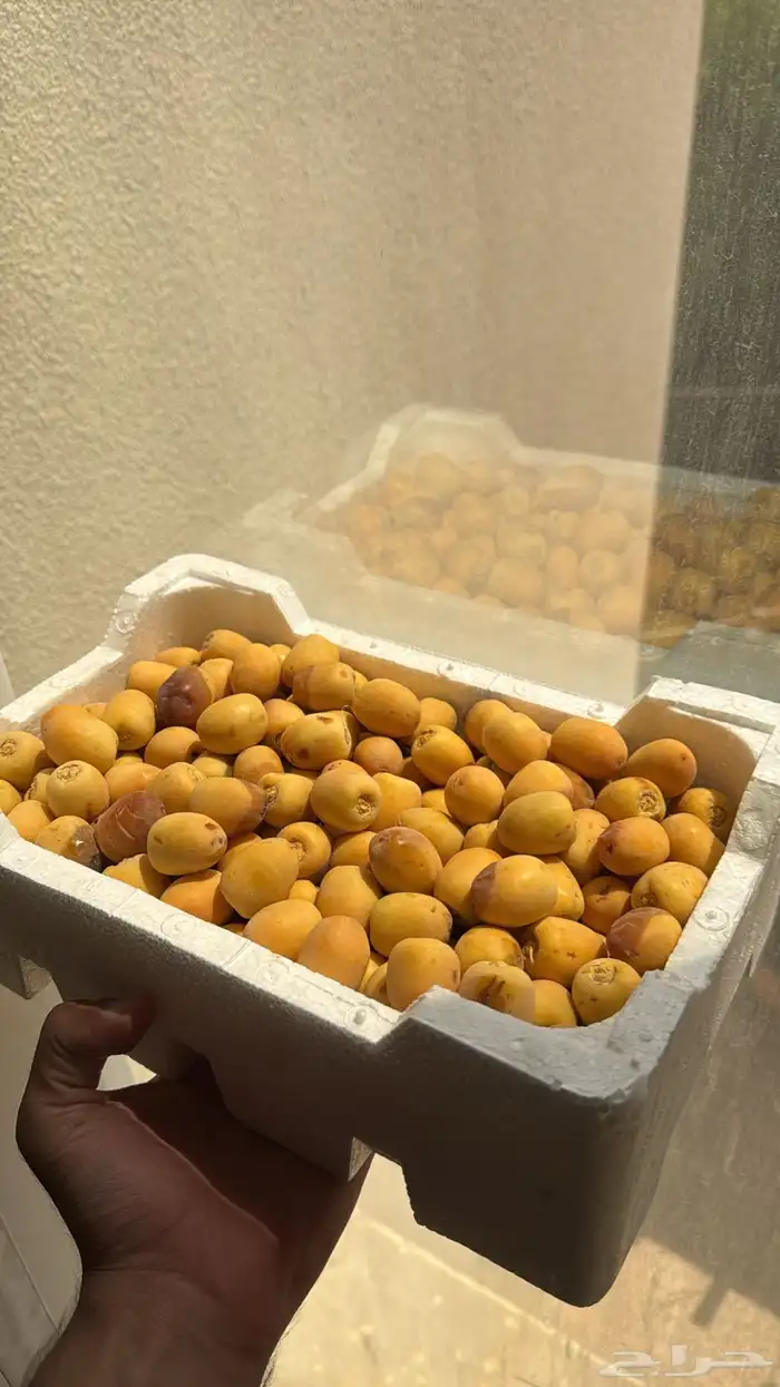 للبيع ثمر برحي من المزرعه 0