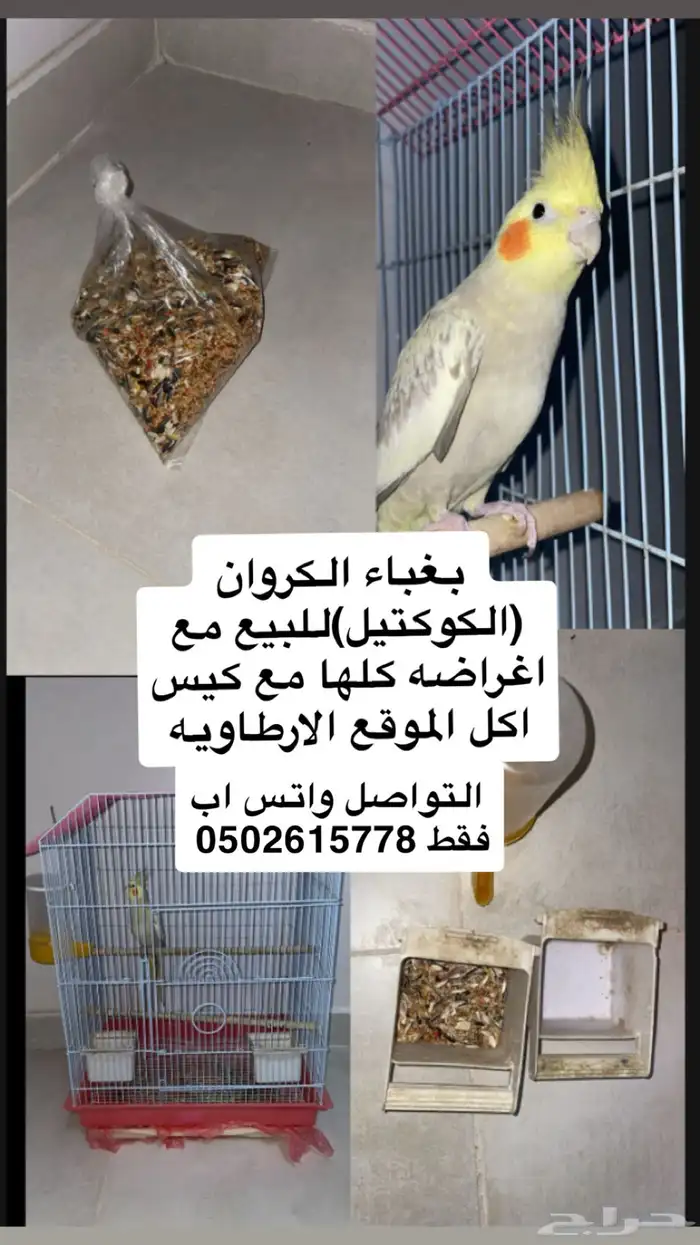 بغباء مروان للبيع مع ملتزماته كلمله 0
