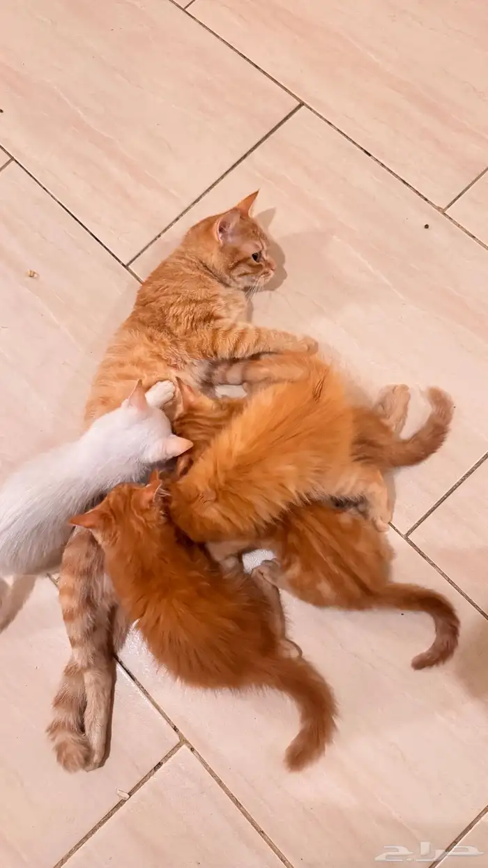 قطة وعيالها تبني 1