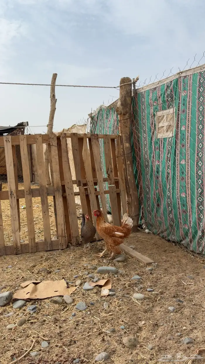 دجاج للبيع 3