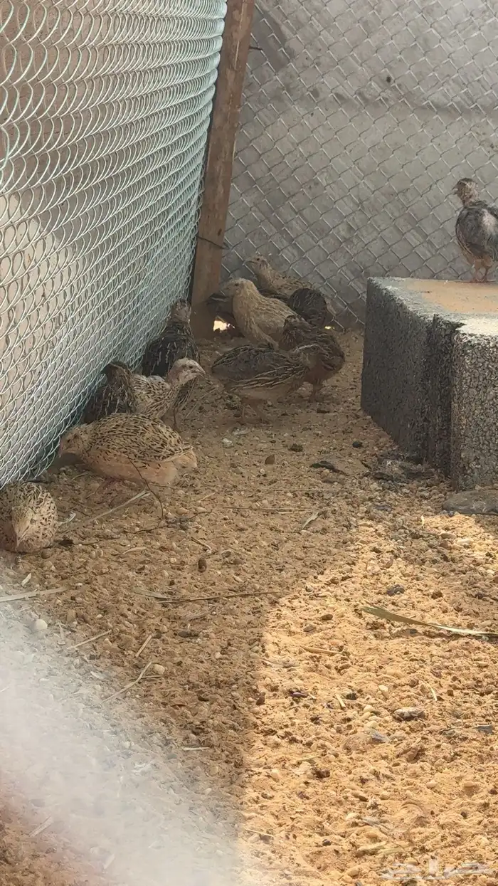 سمان للبيع سليم من الامراض 1