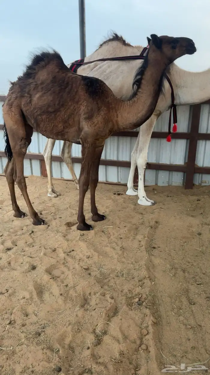 عشراء شقحاء جذعه حدرها لكره صفراء 3