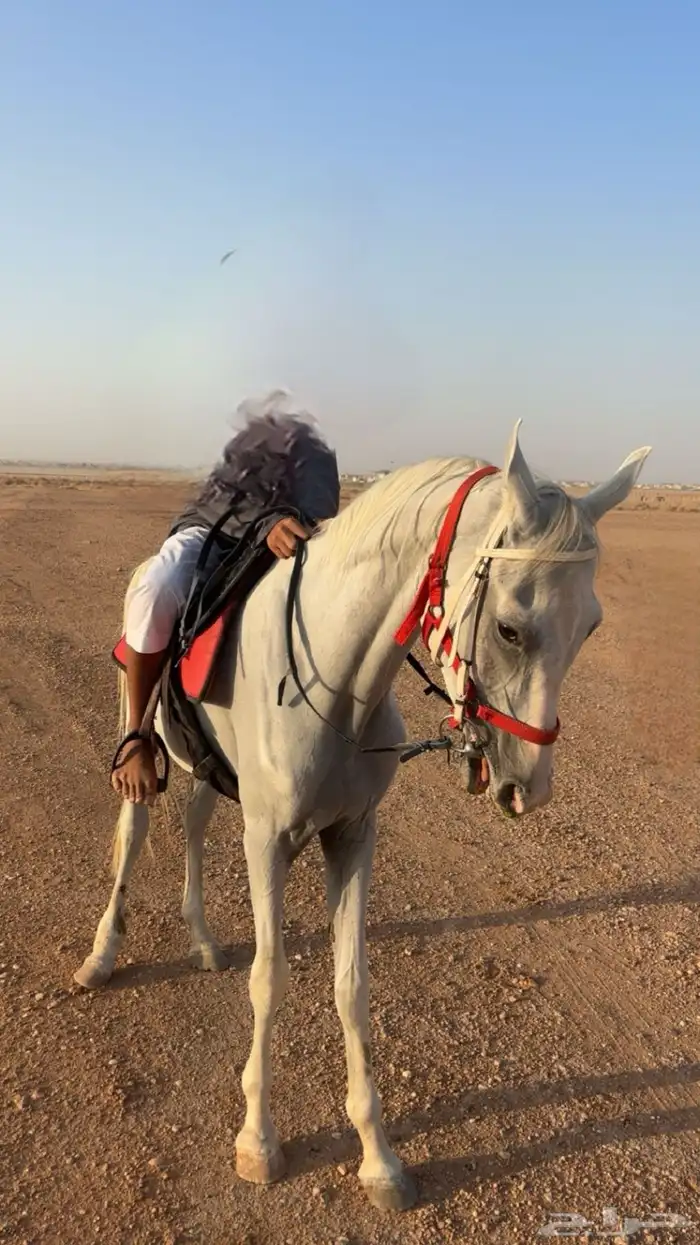 حصان 0