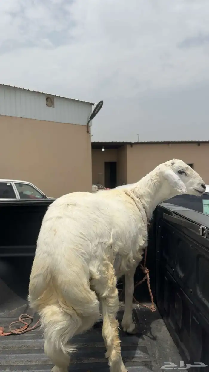 ذبح وتوصيل شي نظيف ومشروط 1