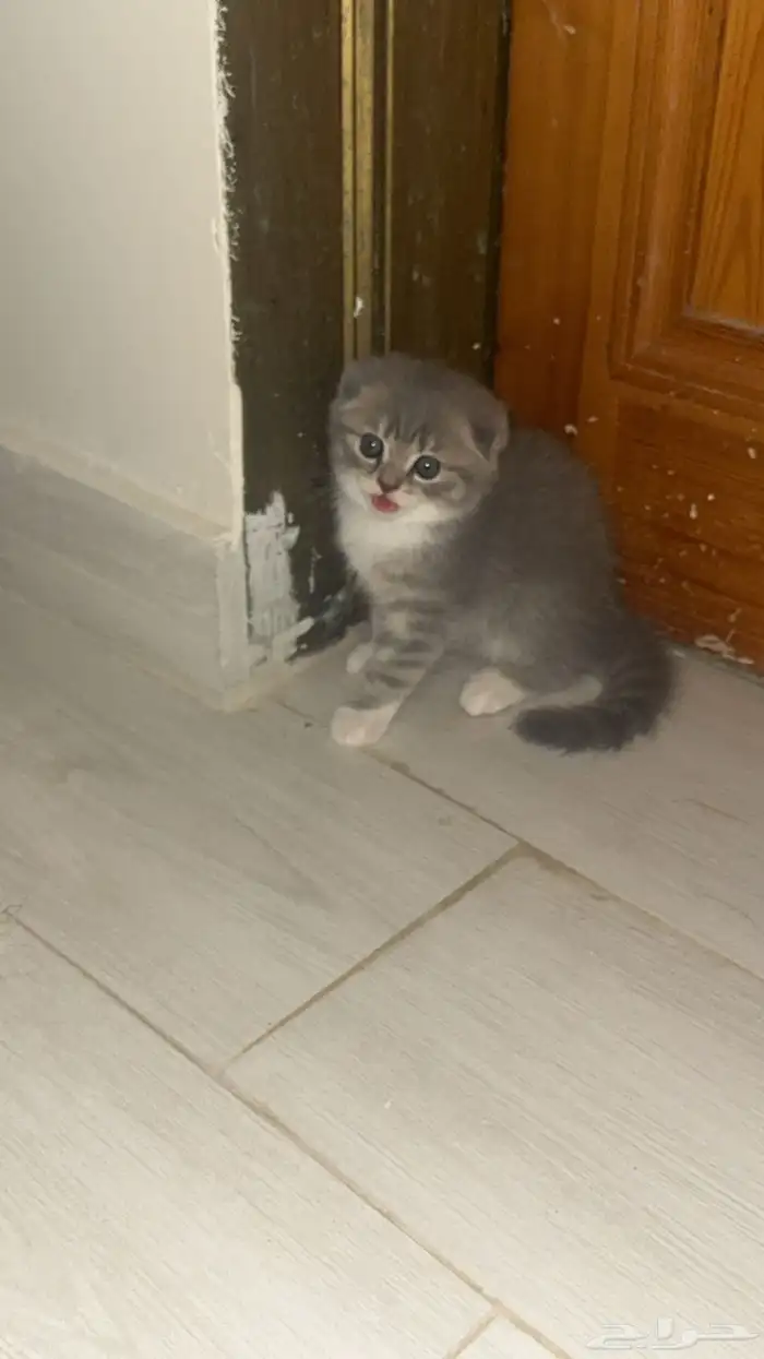 قط سكوتش فولد صغير 0