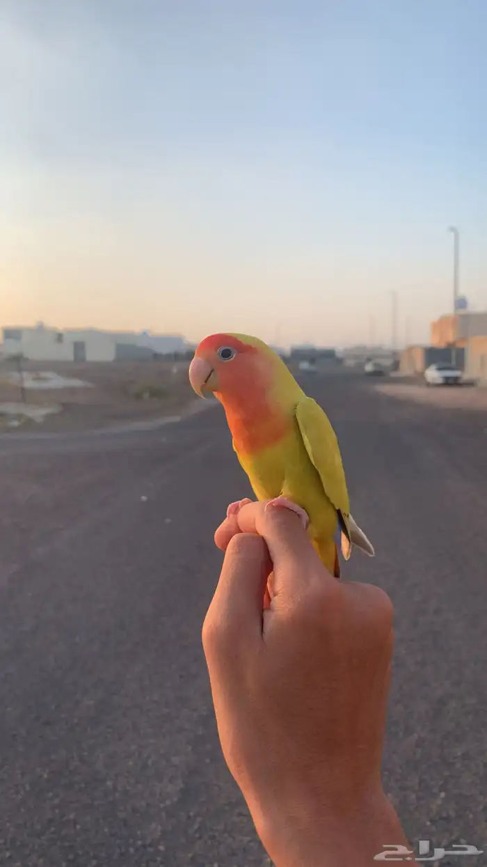 للبيع طير روز لاتينو 1