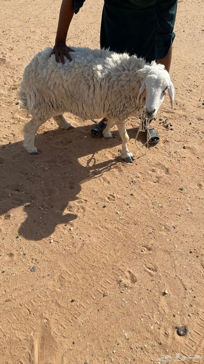 حريات حايل ومصعد 1