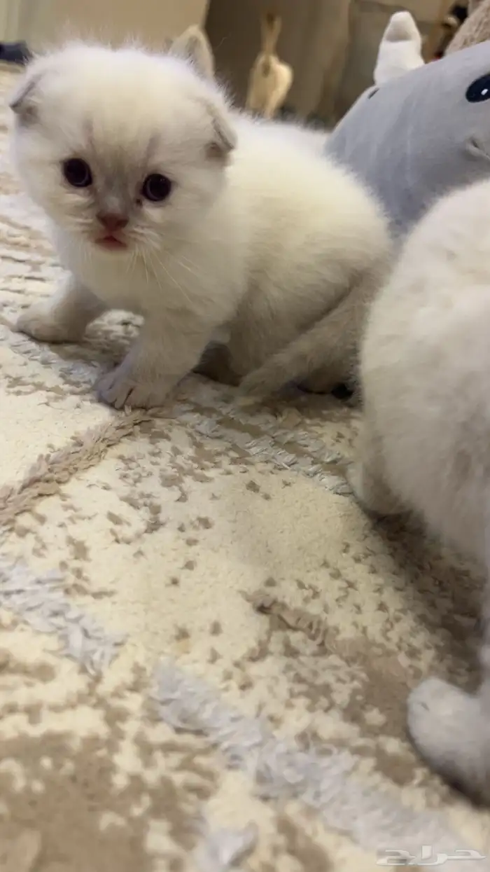 سكوتش دبل فولد شانشيلا كيتنز مع امهم للبيع .. 2