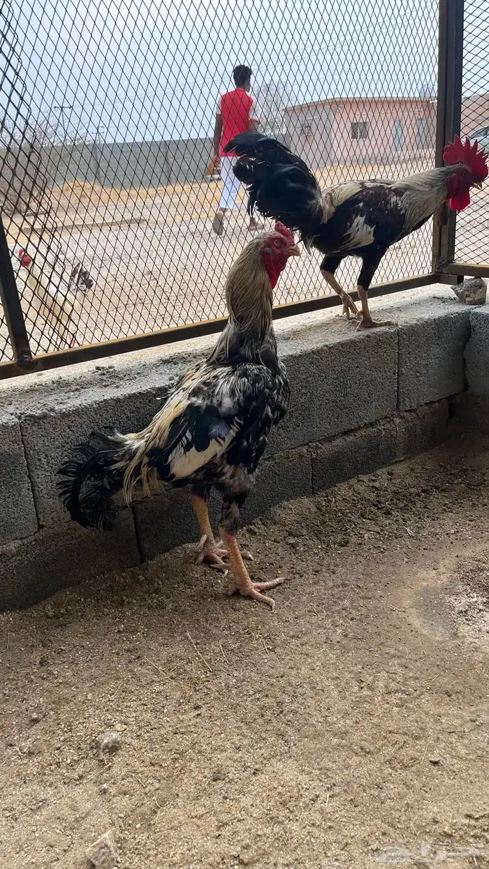 ديكين باكستاني. تم البيععع 5