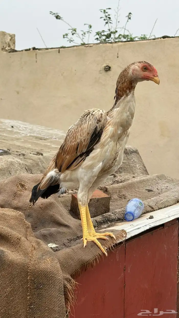 فروخ شاموو ياباني 4