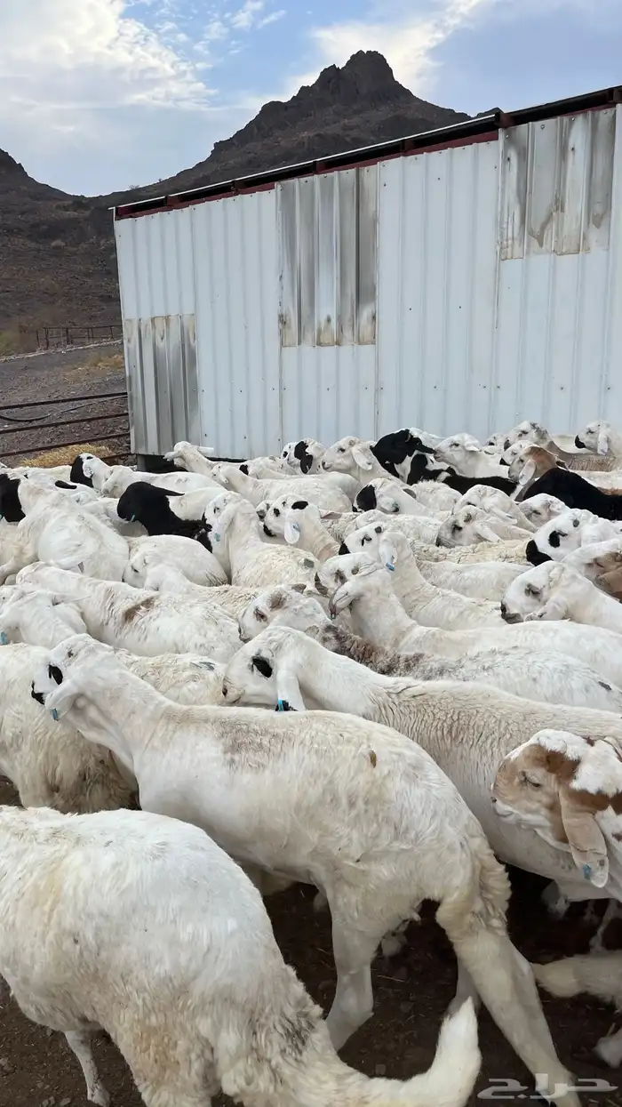 طليان سواكن شبيه الحري دمازين مرابى ذبائح 2
