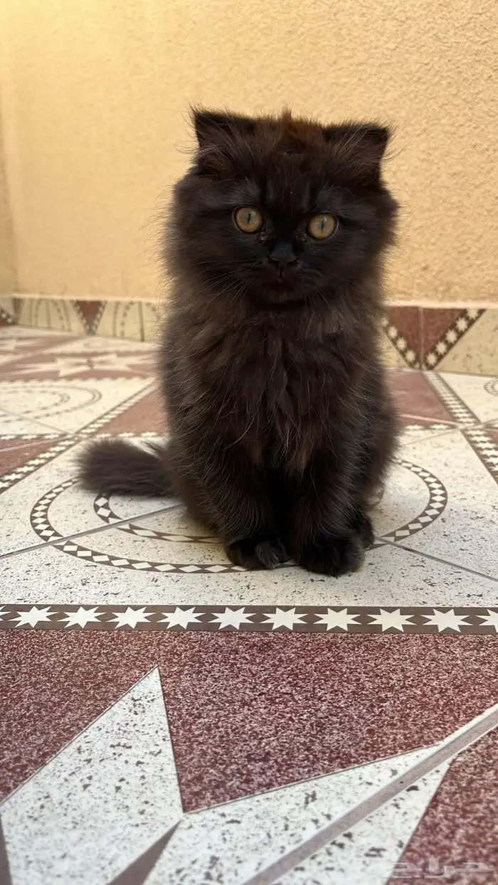 قطو مفقود 1