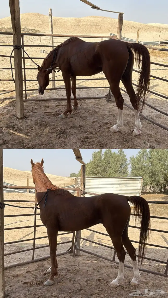 حصان شعبي طرب 5