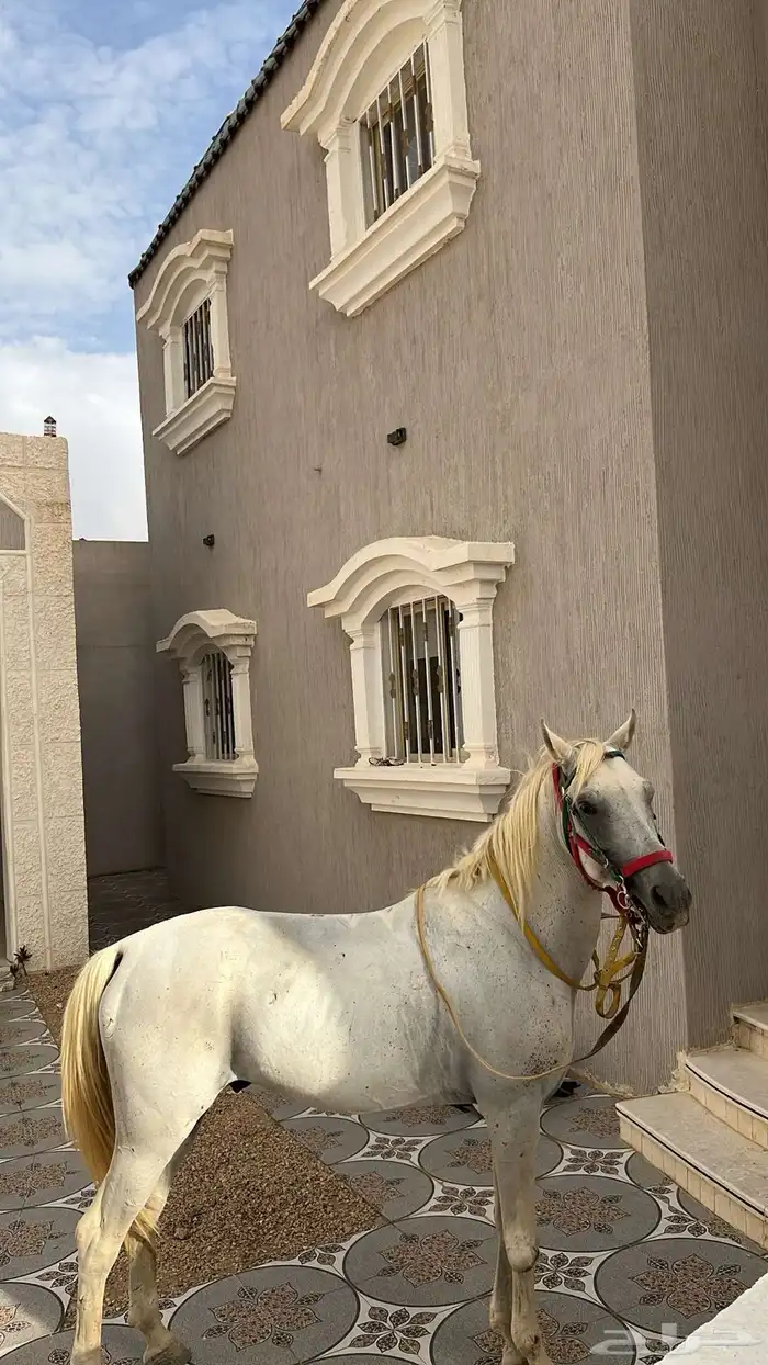 خيل شعبي 2