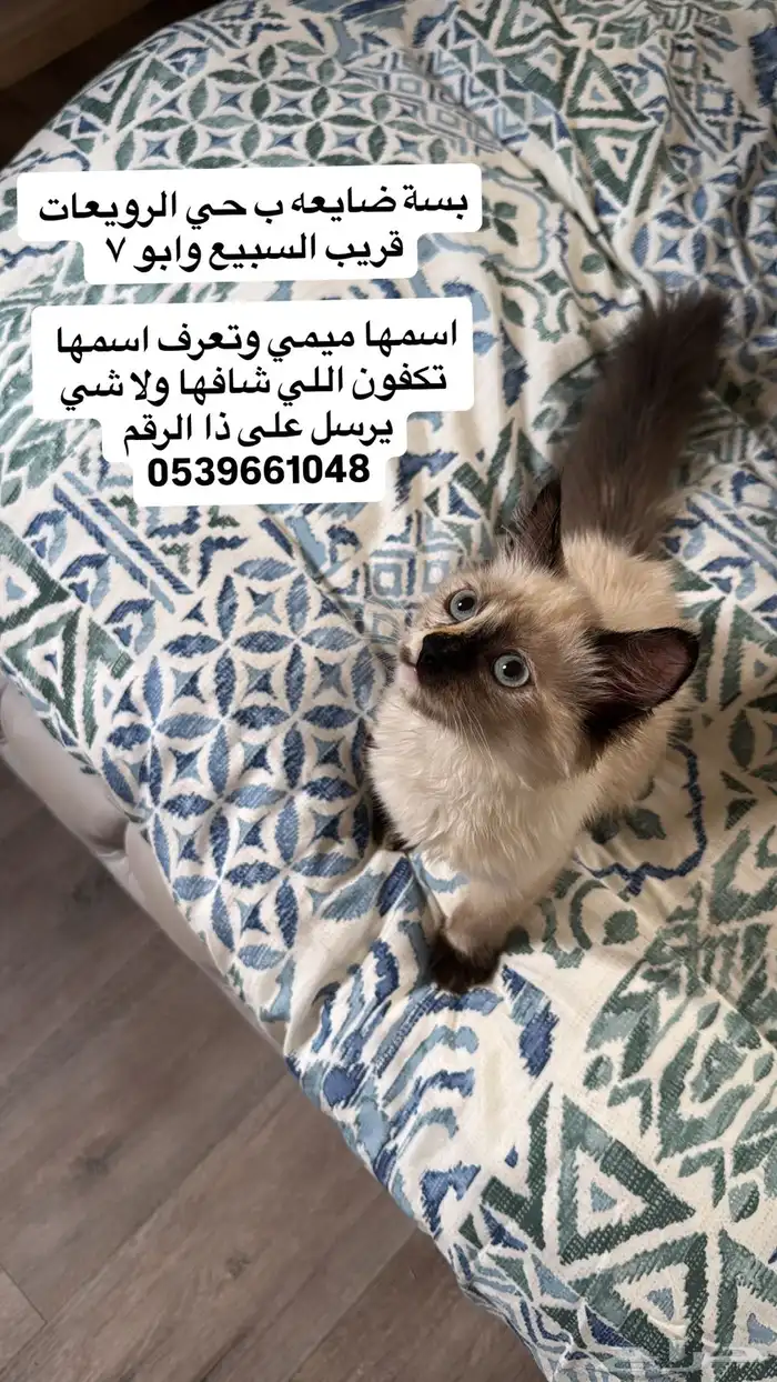 قطه ضايعه اليوم الصباح اللي شافها ولا يعرفها يدلنا 0