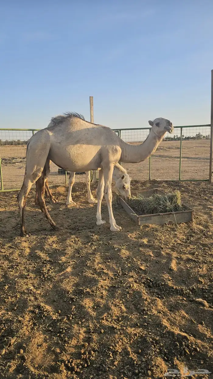 بكره للبيع 2