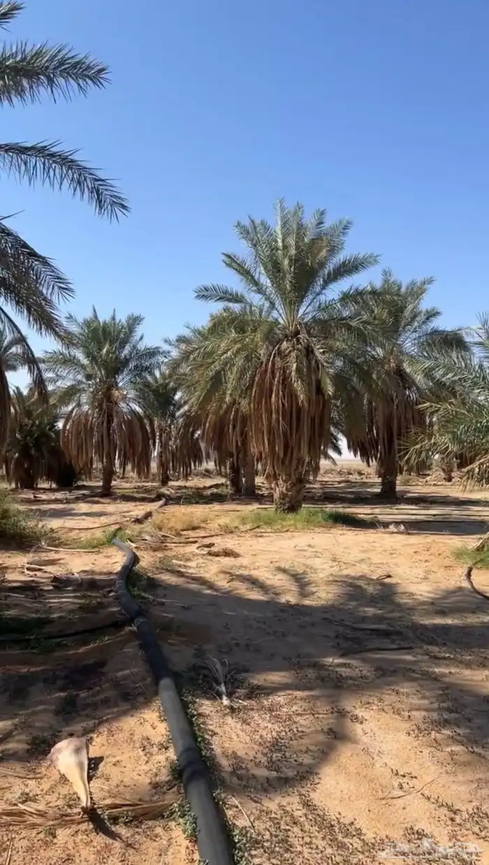 للبيع مساحتها 250 الف 7