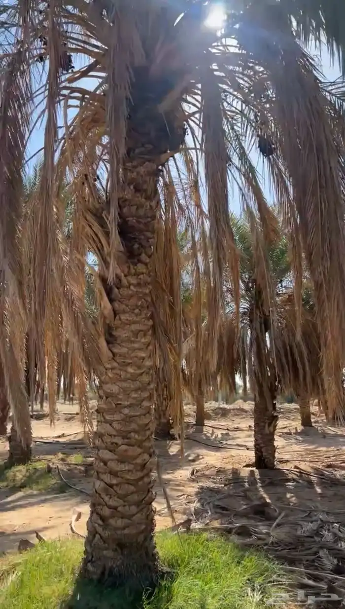 للبيع مساحتها 250 الف 6