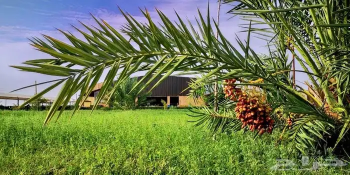 مطعم للايجار مجهز بالكامل 6
