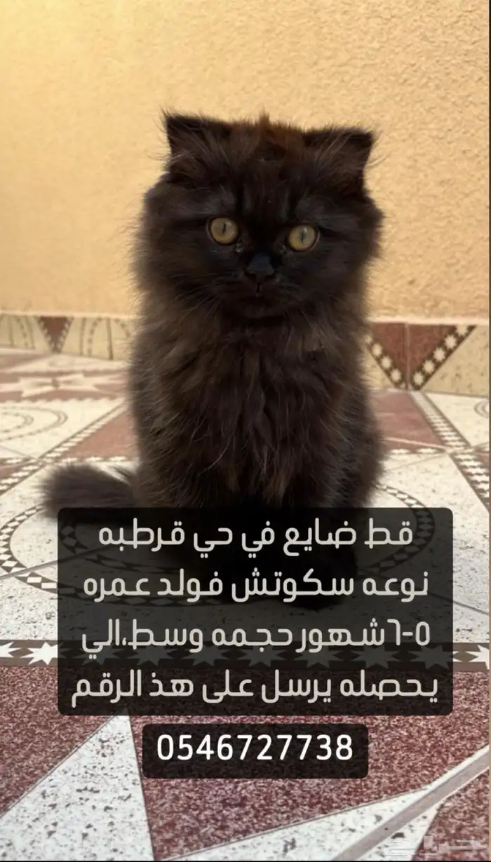 قطو مفقود 2