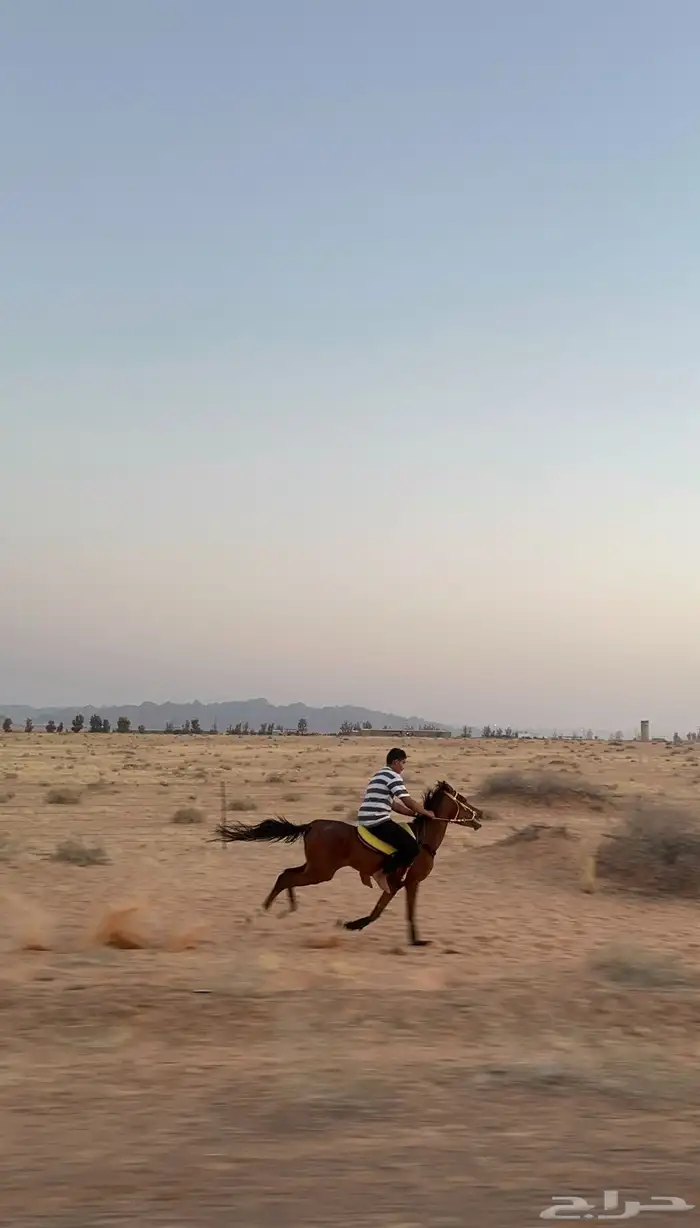 خيل 0