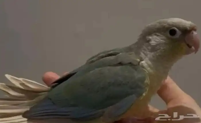 فروخ سينامون تركواز كنيور غر 1