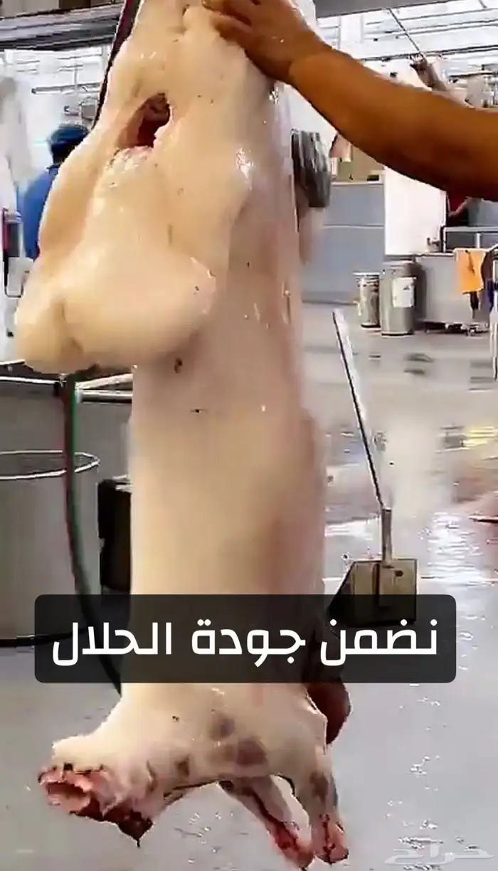 ذبايح حري نعيمي نجدي تيوس عوارض يوجد خدمه الذبح والتوصيل 11