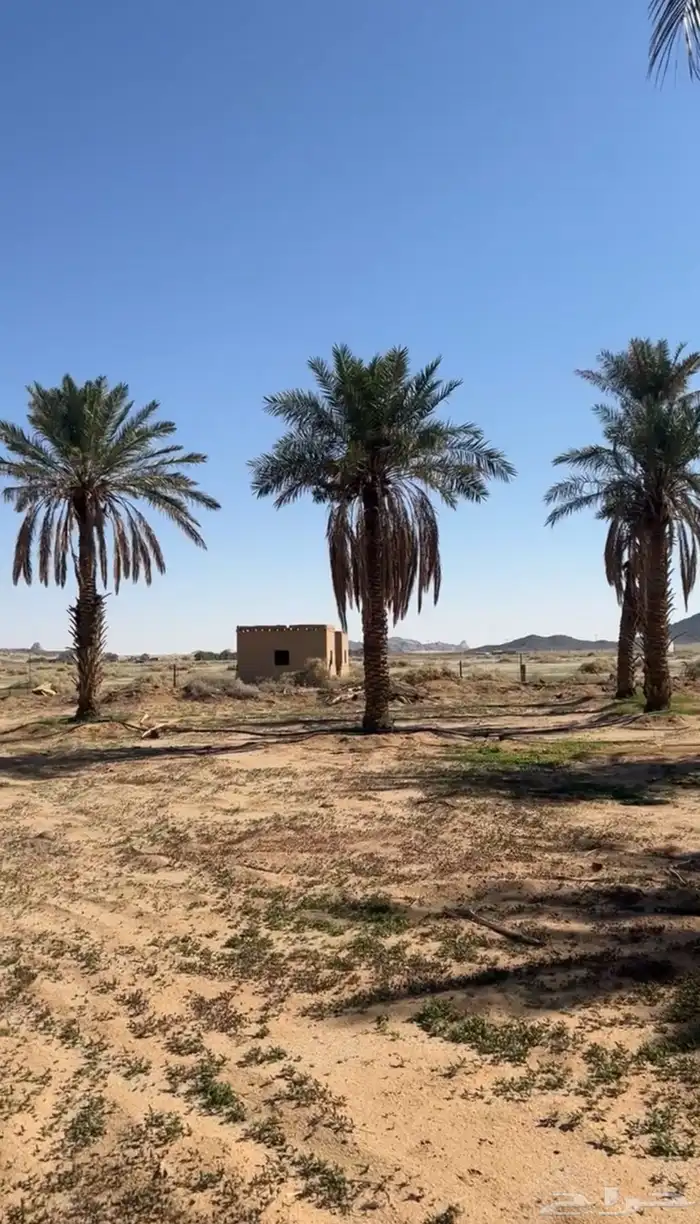 للبيع مساحتها 250 الف 4