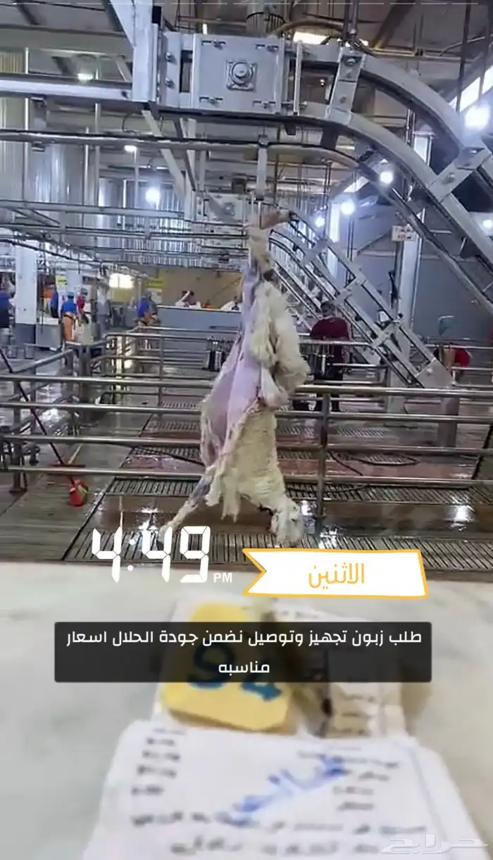 ذبايح حري نعيمي نجدي تيوس عوارض يوجد خدمه الذبح والتوصيل 23