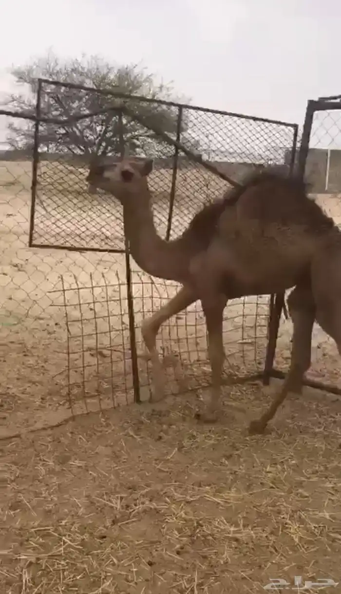 بكره لبانيه ارباع و اثمان 1
