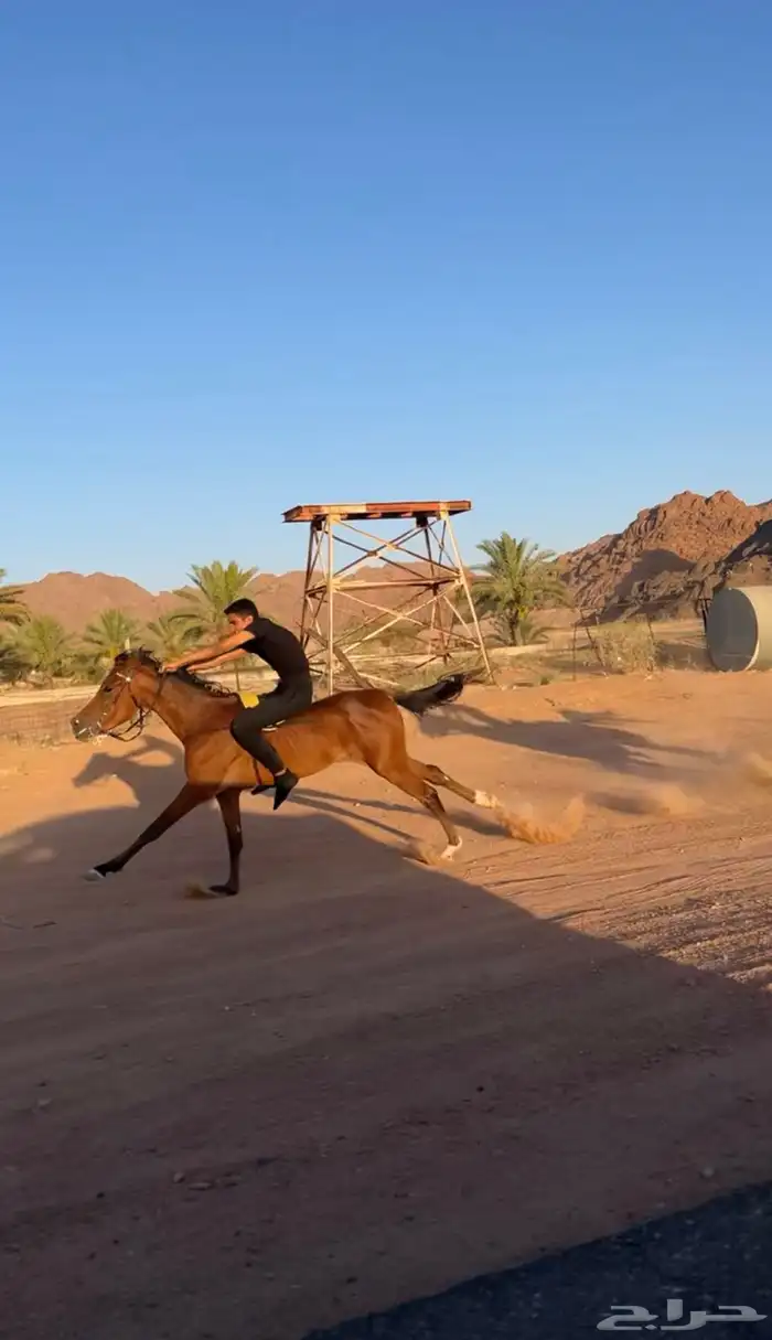 خيل 1