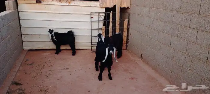 للبيع 3 جفرات في الجله 1