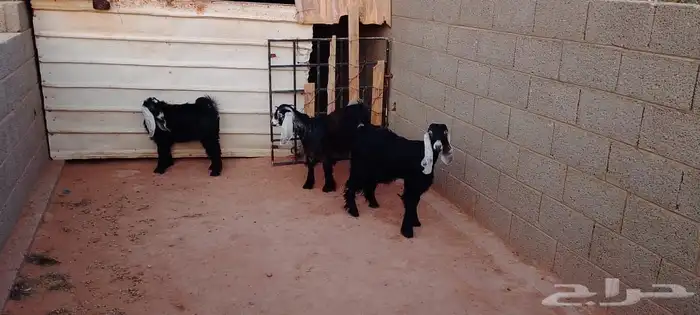 للبيع 3 جفرات في الجله 2
