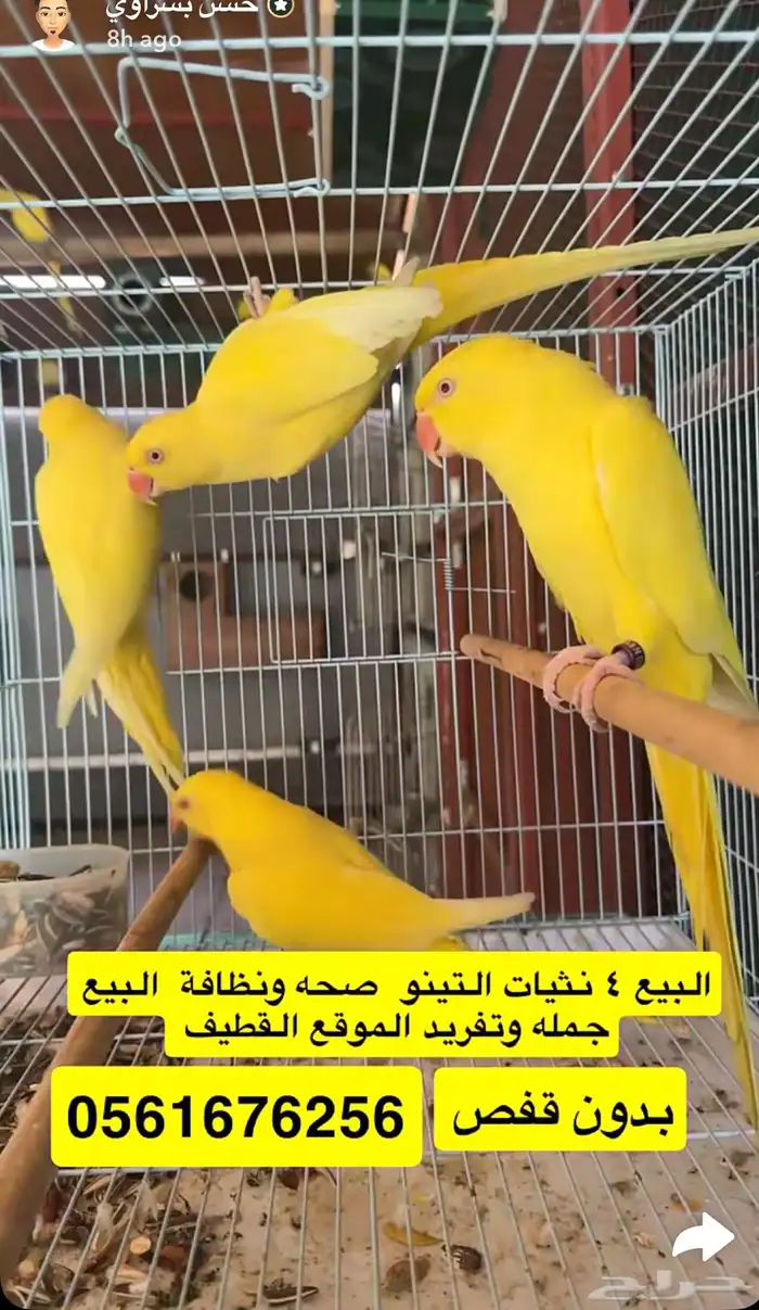 اناثي درات هولندي وذكر نيبالي 1