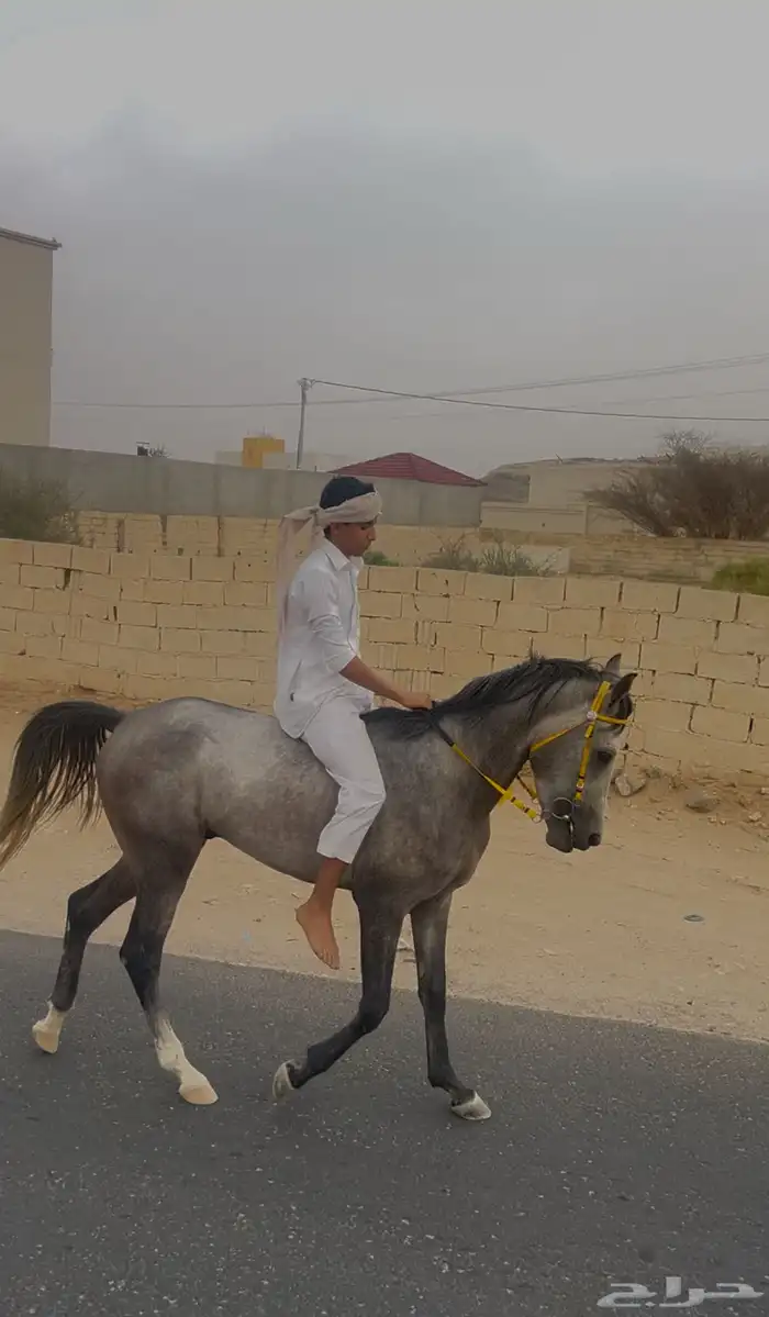 حصان شعبي 5