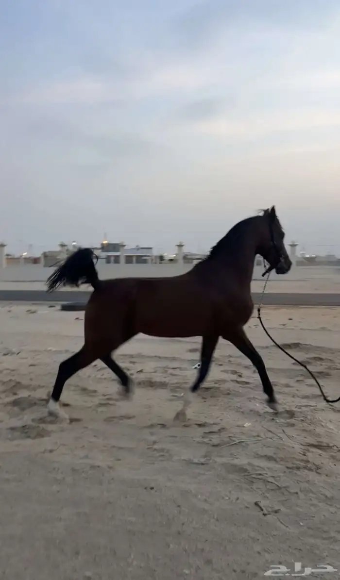 حصان شعبي سبوقق 0