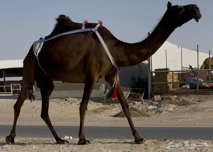مجهم خفوت طيبه جددا 0