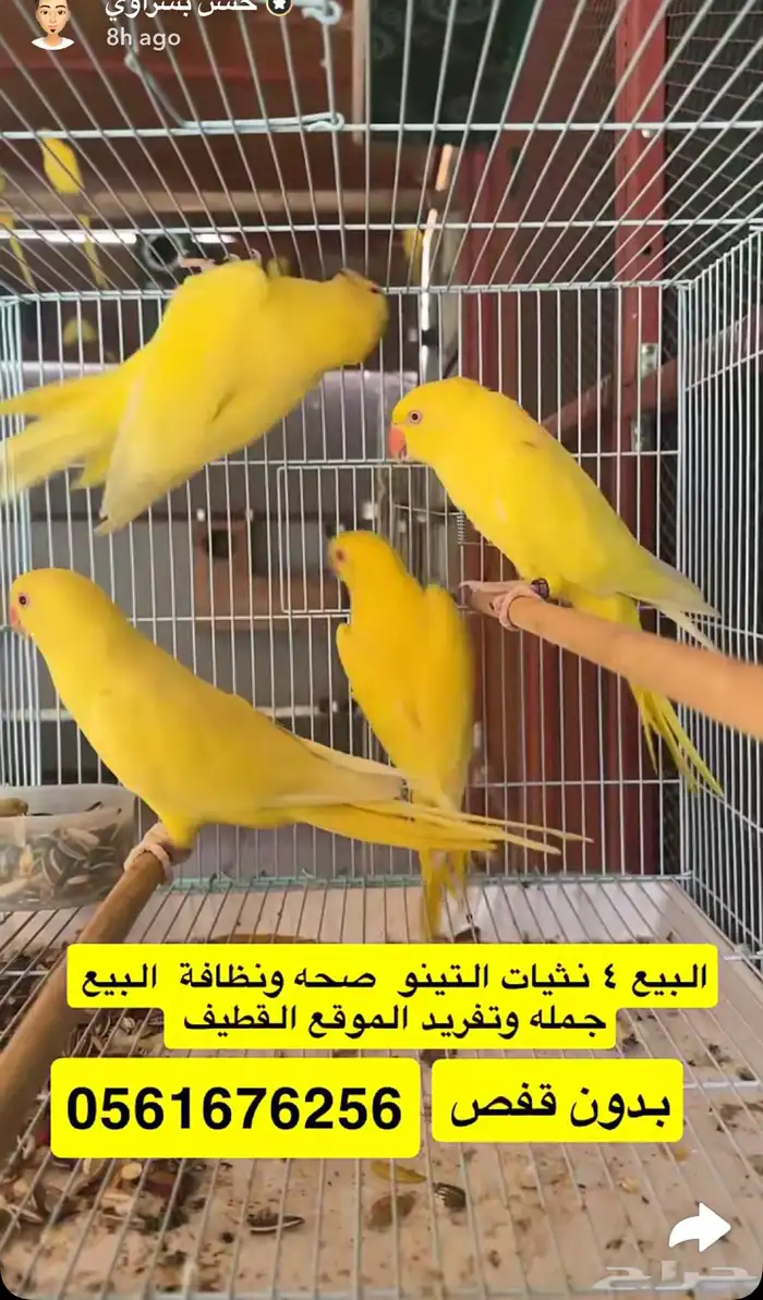 اناثي درات هولندي وذكر نيبالي 0