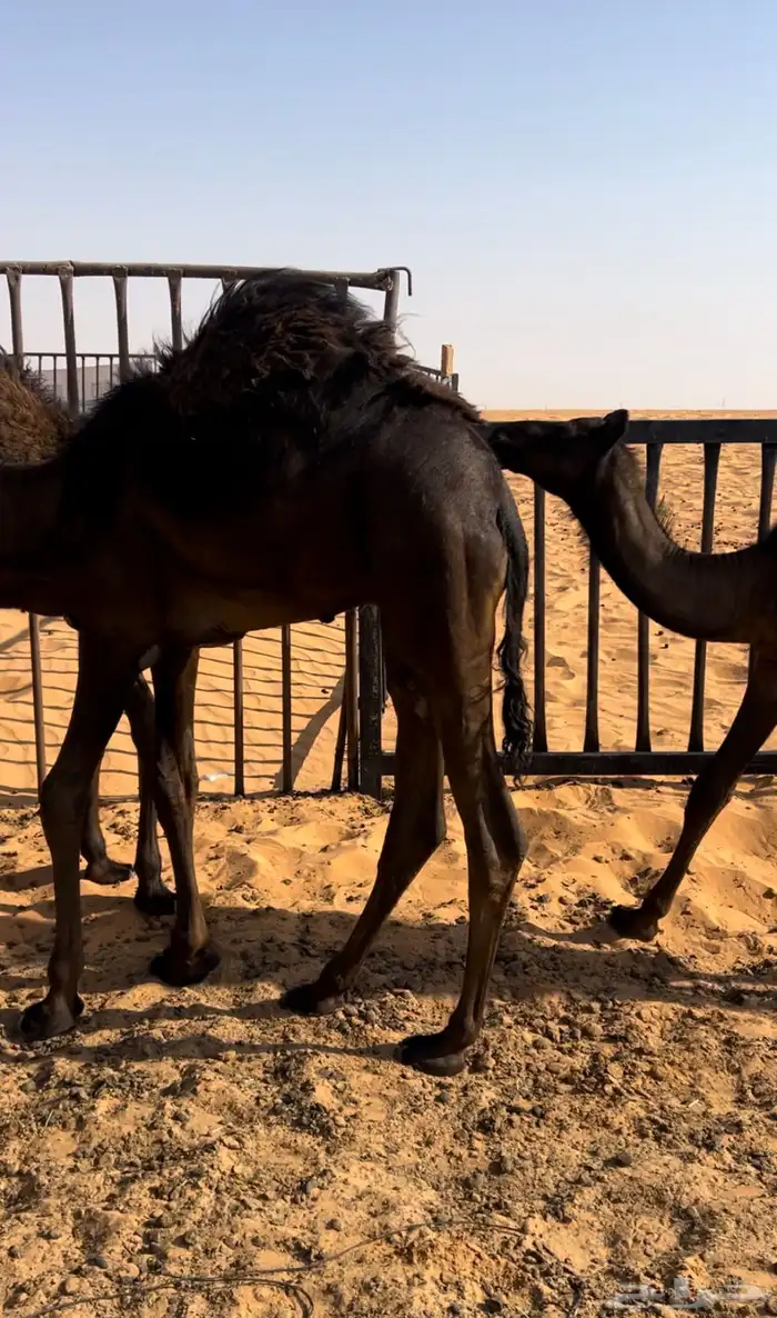 قعود طيب مقفل عل الحليب بري 0
