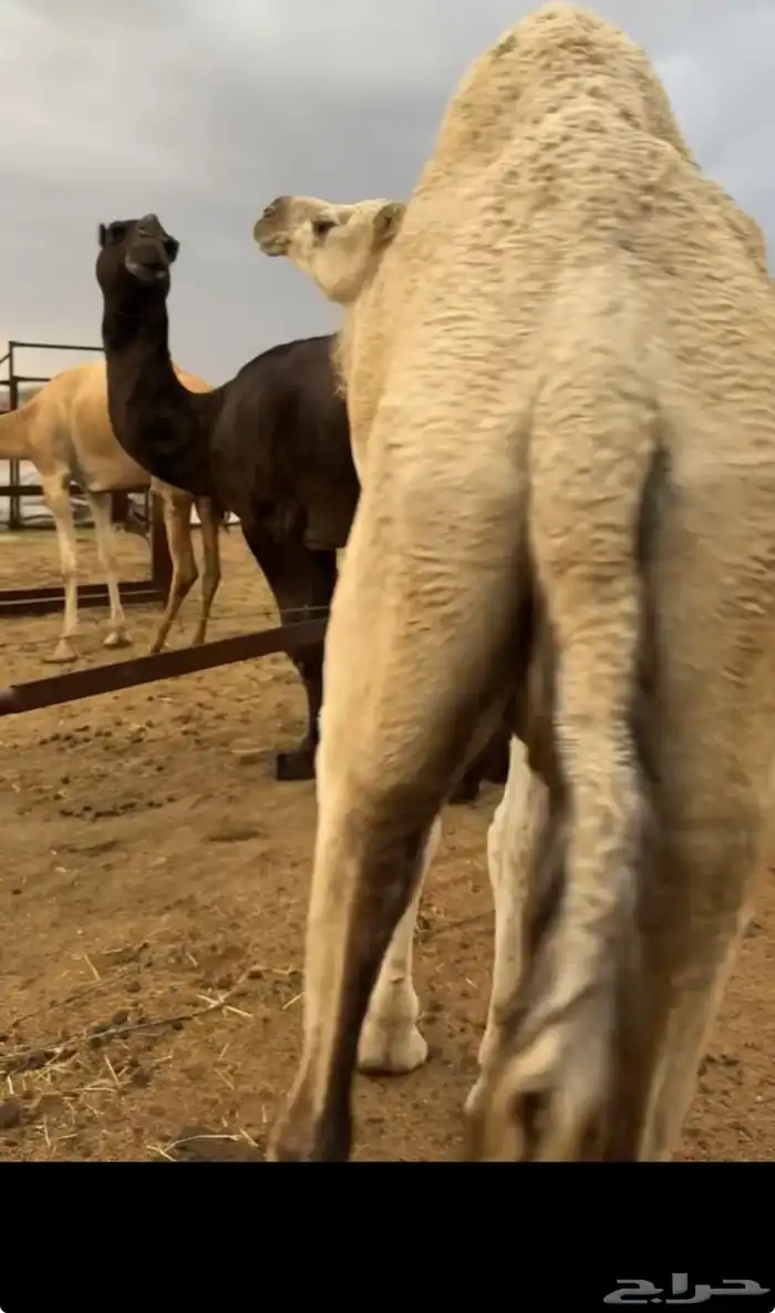 ضروبه عفرا 1