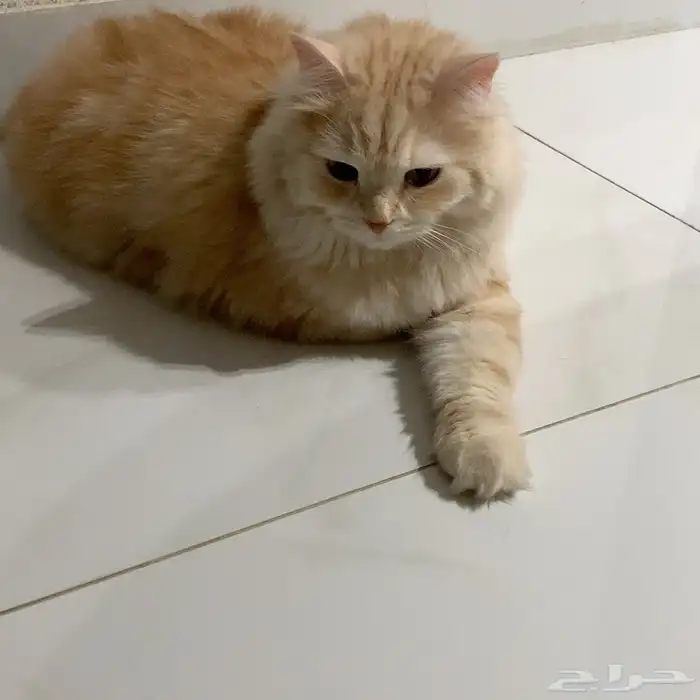 قط للبيع مع اغراضه 3