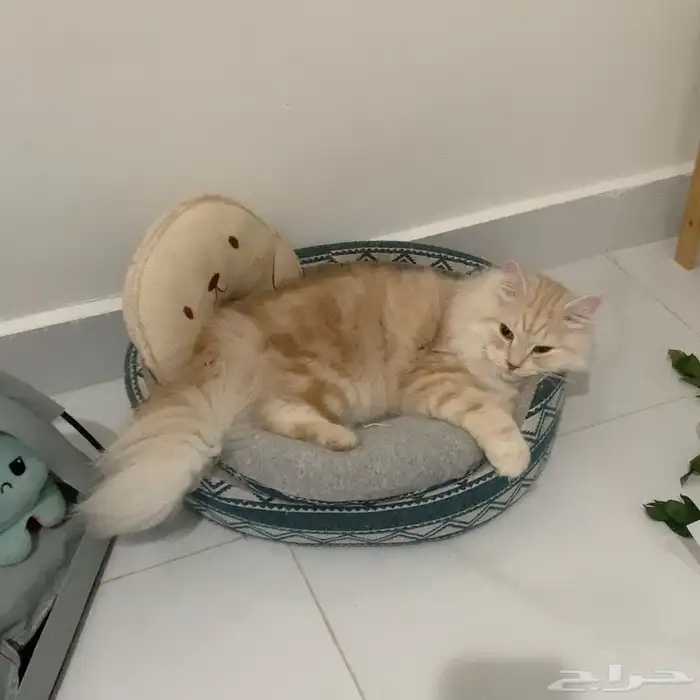 قط للبيع مع اغراضه 7