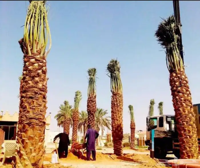 مقاول شبوك وتوريد جميع أنواع النخيل 4