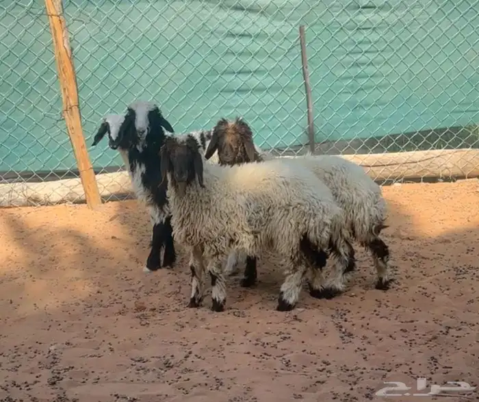 شاه حريه متبع وبهم حري ونعيم 3