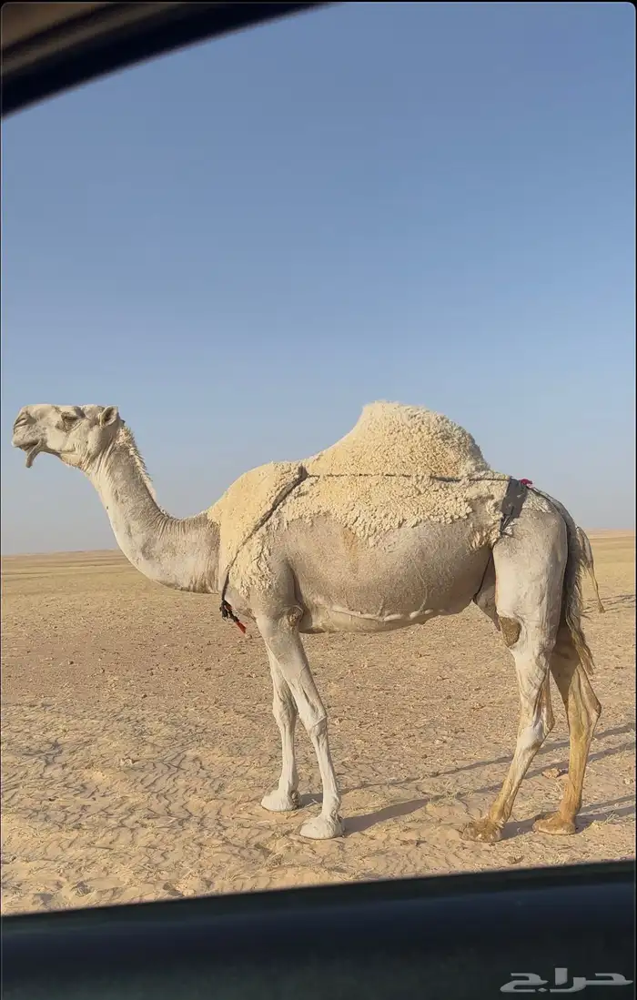عشرا للبيع تحتها قعود ساسها من ابل مبلش البقمي 2