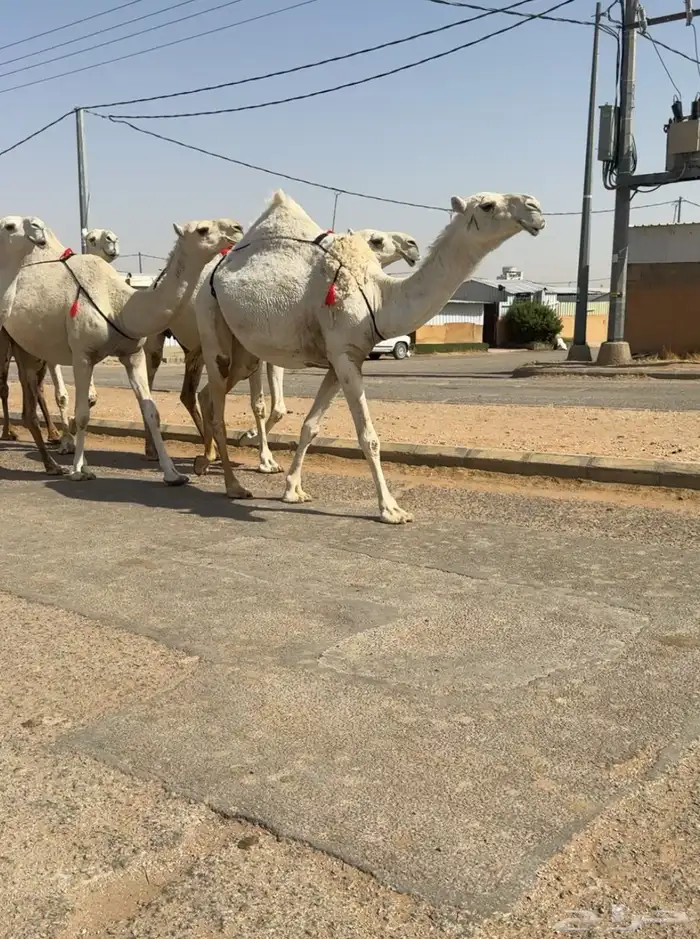 القصيم 1