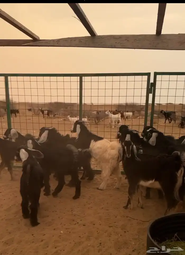 تيوس طيبه 0