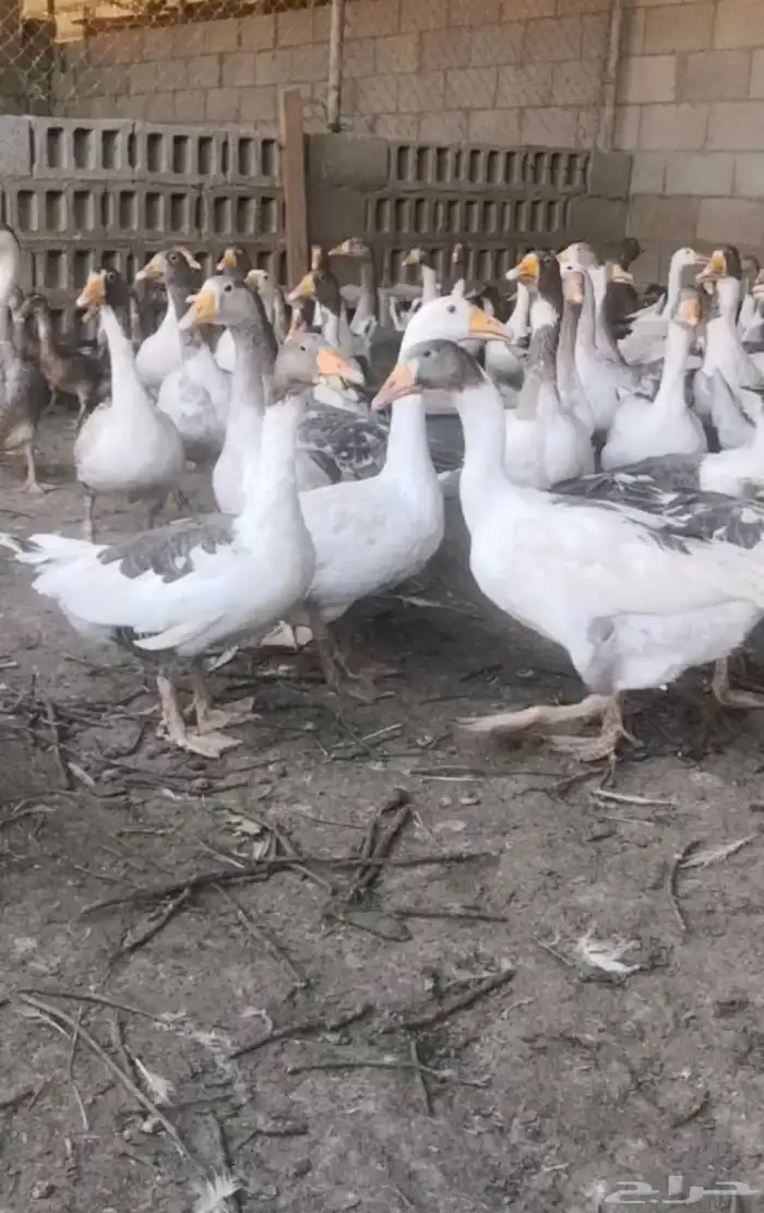 للبيع وز بلدي .مفرد .وجمله.الدمام 0