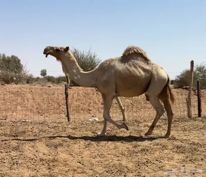 لقحه شعلا 2