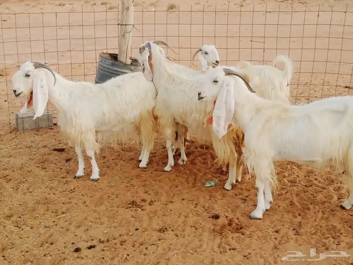معزا مشاريك بيض مع فحولها مقرعه لها شهرين بنات 1